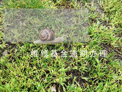 维修基金逾期办理 维修基金逾期办理