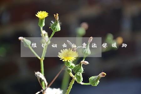 维护妇女儿童法律援助 维护妇女儿童法律援助