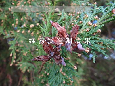 维易贷逾期后果 维易贷逾期后果