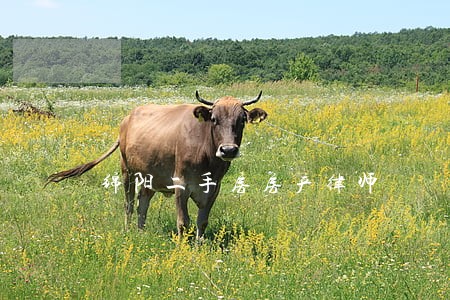 绵阳二手房房产律师 绵阳二手房房产律师