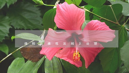 绵阳交通违法网上处理