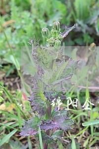绵阳企业法律顾问招聘 绵阳企业法律顾问招聘