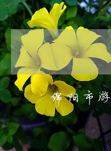 绵阳市游仙镇违法乱建 绵阳市游仙镇违法乱建