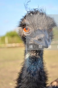 绵阳房地产律师哪家靠谱 绵阳房地产律师哪家靠谱