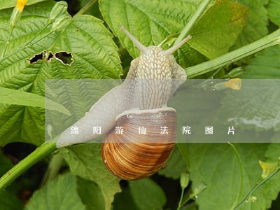 绵阳游仙法院图片 绵阳游仙法院图片