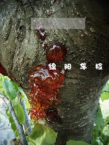 绵阳车检逾期罚款标准 绵阳车检逾期罚款标准