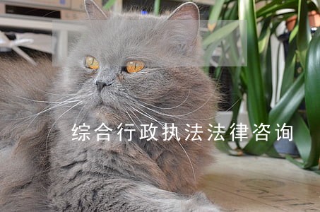 综合行政执法法律咨询