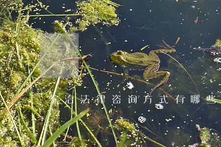 综治法律咨询方式有哪些 综治法律咨询方式有哪些