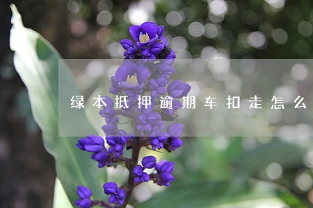 绿本抵押逾期车扣走怎么办 绿本抵押逾期车扣走怎么办