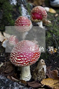 绿色消费呼唤法律体系的完善