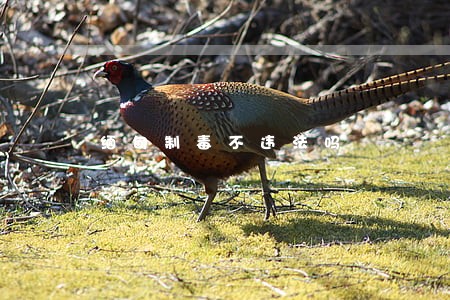 缅甸制毒不违法吗