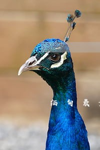 缅甸最贵法院的广场叫什么区别