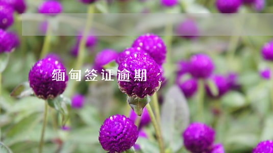 缅甸签证逾期 缅甸签证逾期