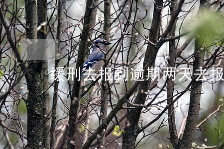 缓刑去报到逾期两天去报到 缓刑去报到逾期两天去报到