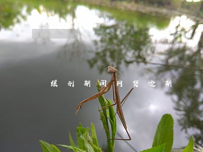 缓刑期间网贷逾期 缓刑期间网贷逾期