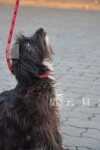 缙云县公司犯罪律师在线免费咨询 缙云县公司犯罪律师在线免费咨询