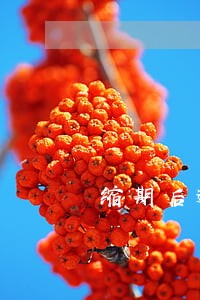 缩期后逾期利率 缩期后逾期利率
