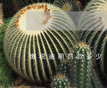 缴税逾期罚款多少