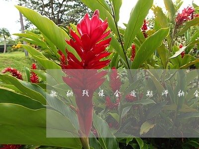 缴纳残保金逾期滞纳金 缴纳残保金逾期滞纳金