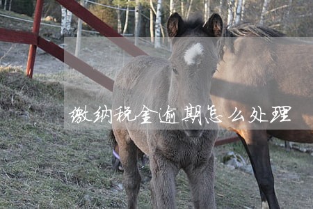缴纳税金逾期怎么处理 缴纳税金逾期怎么处理