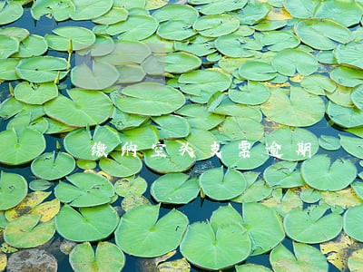 缴纳空头支票逾期 缴纳空头支票逾期