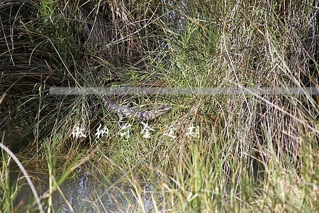 缴纳罚金逾期 缴纳罚金逾期