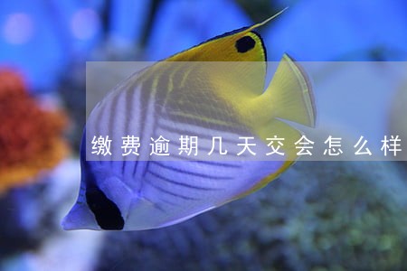 缴费逾期几天交会怎么样医保 缴费逾期几天交会怎么样医保