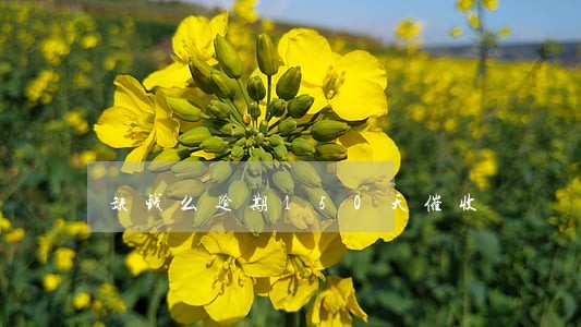 缺钱么逾期150天催收 缺钱么逾期150天催收
