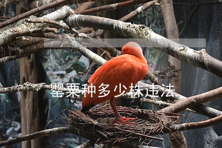 罂粟种多少株违法 罂粟种多少株违法