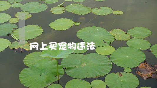 网上买宠物违法 网上买宠物违法