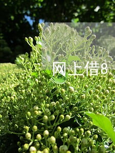 网上借800逾期一天需要还多少 网上借800逾期一天需要还多少