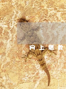 网上借款不看征信不看逾期 网上借款不看征信不看逾期
