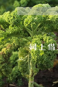 网上借款逾期怎么办 网上借款逾期怎么办