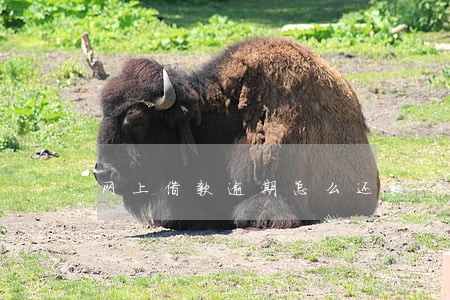 网上借款逾期怎么还款 网上借款逾期怎么还款
