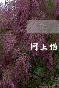 网上借贷逾期了有什么后果 网上借贷逾期了有什么后果