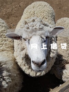 网上借贷逾期利息好多 网上借贷逾期利息好多