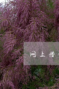 网上借钱逾期利息怎么算 网上借钱逾期利息怎么算