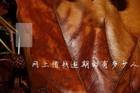 网上借钱逾期的有多少人