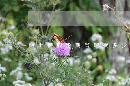 网上借钱逾期管理费多少钱