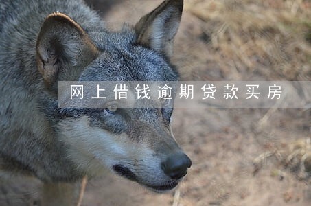 网上借钱逾期贷款买房 网上借钱逾期贷款买房