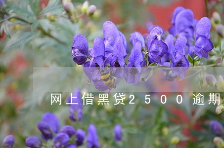 网上借黑贷2500逾期一天 网上借黑贷2500逾期一天