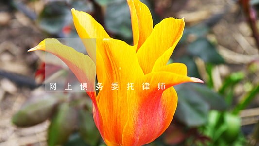 网上债务委托律师 网上债务委托律师