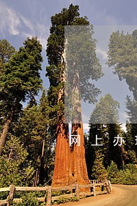 网上办理审车逾期了怎么办 网上办理审车逾期了怎么办
