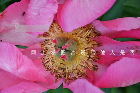网上发图片谩骂他人是否违法