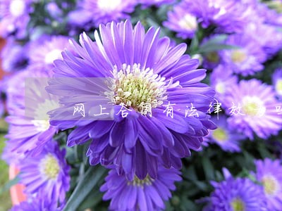 网上合同有法律效力吗