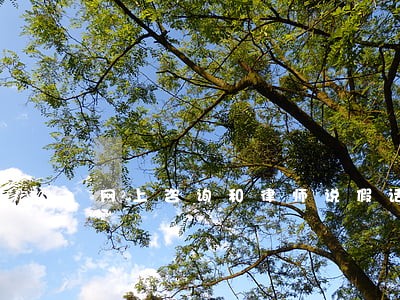 网上咨询和律师说假话违法吗 网上咨询和律师说假话违法吗