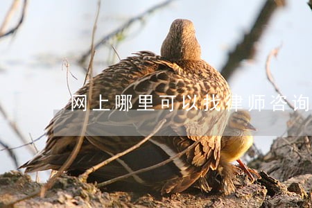 网上哪里可以找律师咨询 网上哪里可以找律师咨询