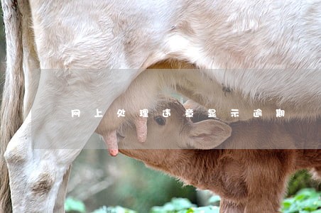 网上处理违章显示逾期 网上处理违章显示逾期