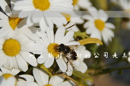 网上处理逾期的公司是真的吗 网上处理逾期的公司是真的吗
