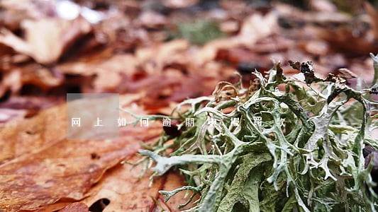 网上如何逾期申报罚款 网上如何逾期申报罚款
